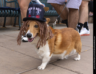  Tour de Corgi 2025 - The Tour