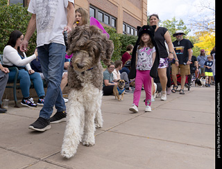  Tour de Corgi 2025 - The Tour