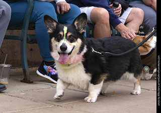  Tour de Corgi 2025 - The Tour