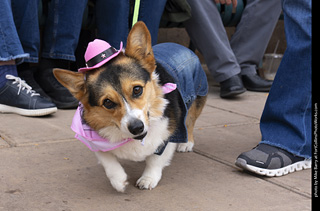  Tour de Corgi 2025 - The Tour