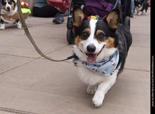  Tour de Corgi 2025 - The Tour