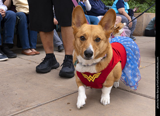  Tour de Corgi 2025 - The Tour