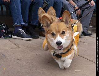  Tour de Corgi 2025 - The Tour