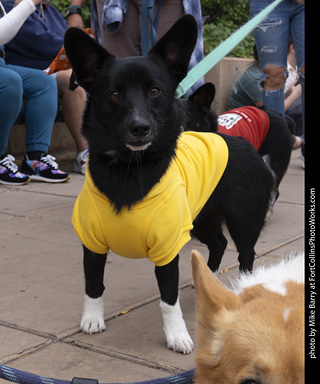  Tour de Corgi 2025 - The Tour