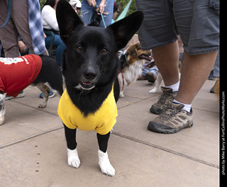  Tour de Corgi 2025 - The Tour