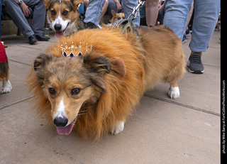  Tour de Corgi 2025 - The Tour