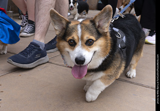  Tour de Corgi 2025 - The Tour