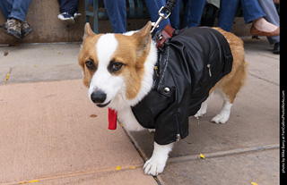  Tour de Corgi 2025 - The Tour