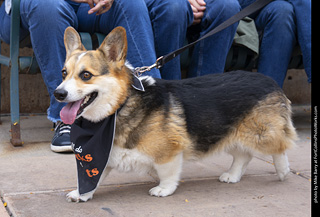  Tour de Corgi 2025 - The Tour