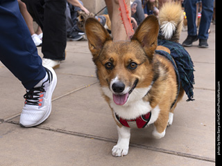  Tour de Corgi 2025 - The Tour