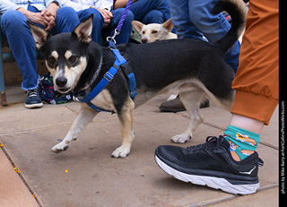  Tour de Corgi 2025 - The Tour