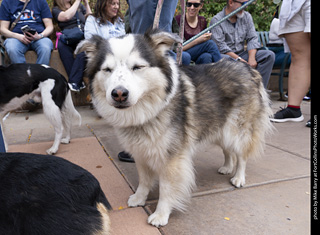  Tour de Corgi 2025 - The Tour