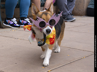  Tour de Corgi 2025 - The Tour