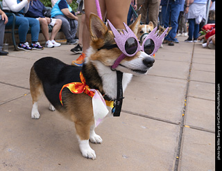  Tour de Corgi 2025 - The Tour