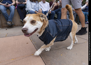  Tour de Corgi 2025 - The Tour