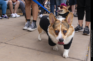  Tour de Corgi 2025 - The Tour