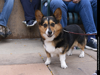  Tour de Corgi 2025 - The Tour