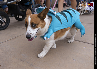  Tour de Corgi 2025 - The Tour