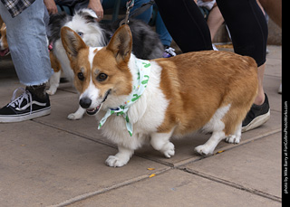  Tour de Corgi 2025 - The Tour