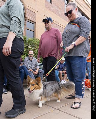  Tour de Corgi 2025 - The Tour