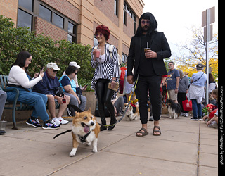  Tour de Corgi 2025 - The Tour
