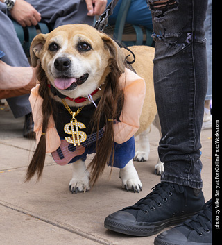  Tour de Corgi 2025 - The Tour