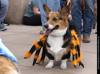  Tour de Corgi 2025 - The Tour