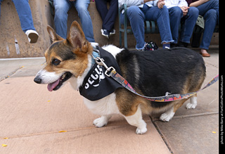  Tour de Corgi 2025 - The Tour