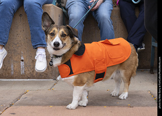 Tour de Corgi 2025 - The Tour