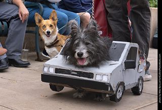  Tour de Corgi 2025 - The Tour