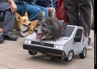  Tour de Corgi 2025 - The Tour