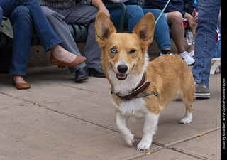 Tour de Corgi 2025 - The Tour