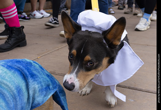  Tour de Corgi 2025 - The Tour