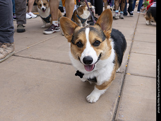  Tour de Corgi 2025 - The Tour
