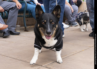  Tour de Corgi 2025 - The Tour