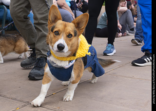  Tour de Corgi 2025 - The Tour