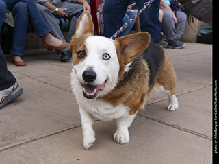  Tour de Corgi 2025 - The Tour