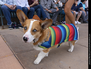  Tour de Corgi 2025 - The Tour