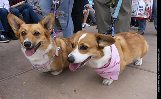 Tour de Corgi 2025 - The Tour