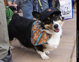 Tour de Corgi 2025 - The Tour
