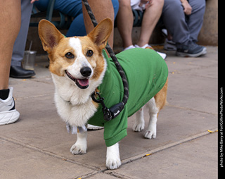 Tour de Corgi 2025 - The Tour