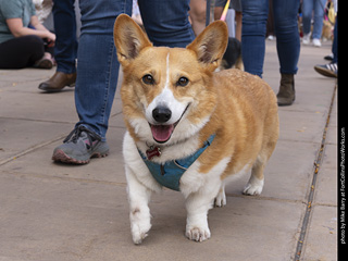  Tour de Corgi 2025 - The Tour