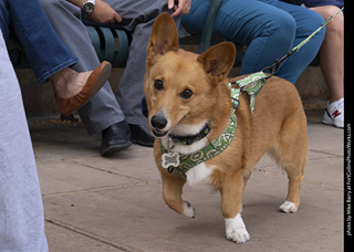  Tour de Corgi 2025 - The Tour