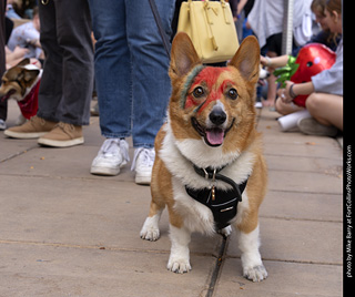  Tour de Corgi 2025 - The Tour