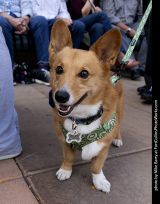  Tour de Corgi 2025 - The Tour