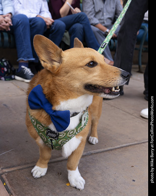  Tour de Corgi 2025 - The Tour