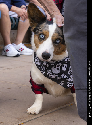  Tour de Corgi 2025 - The Tour