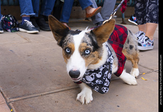  Tour de Corgi 2025 - The Tour