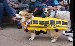  Tour de Corgi 2025 - The Tour