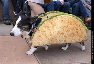  Tour de Corgi 2025 - The Tour